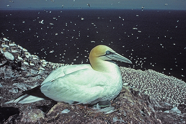 Nesting Gannet.