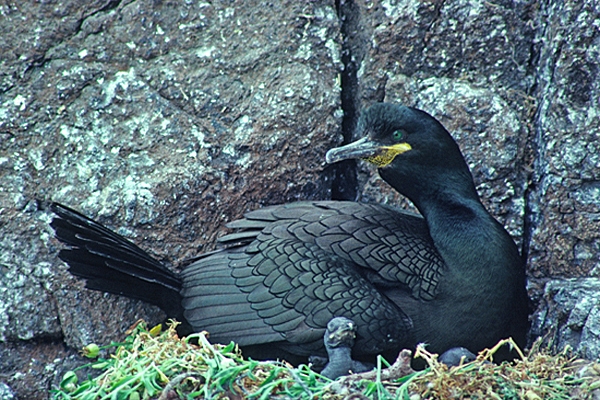 Shag on nest.