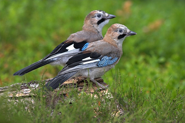2 juvenile Jays.