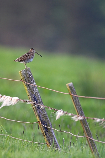 Common Snipe.