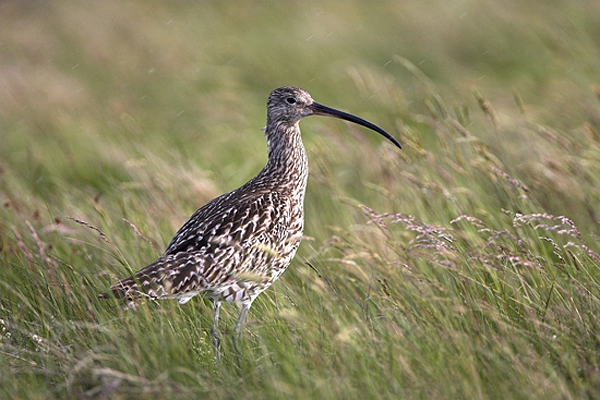 Curlew in the rain.