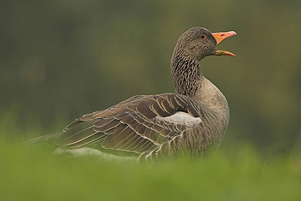 Greylag Goose.