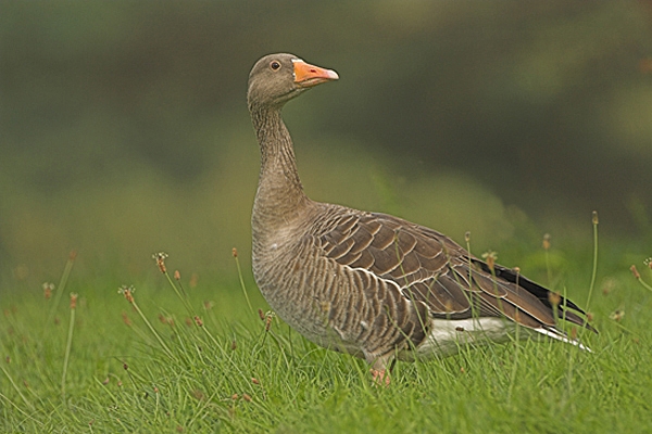 Greylag Goose,looking back.