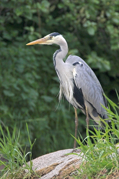 Heron.