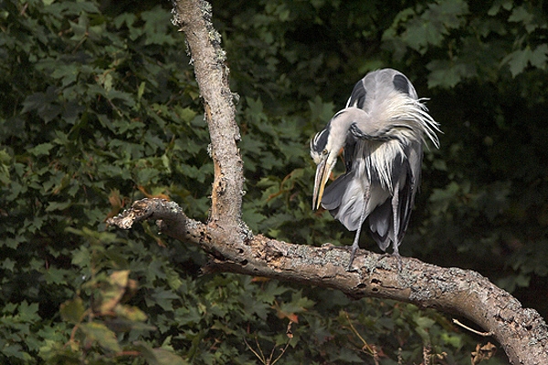 Heron in tree.