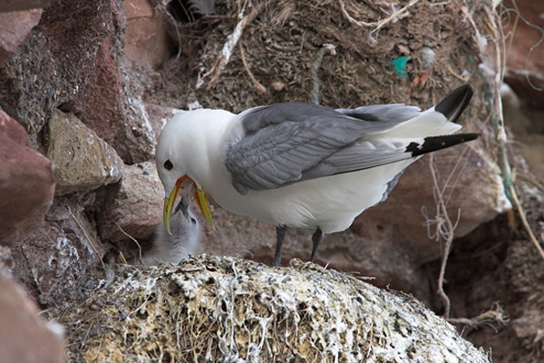 Kittiwake feeding chick.