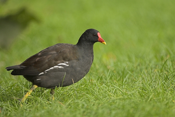 Moorhen on grass.