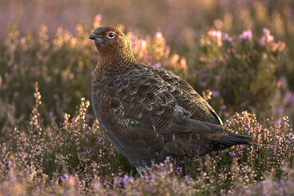 Red Grouse.