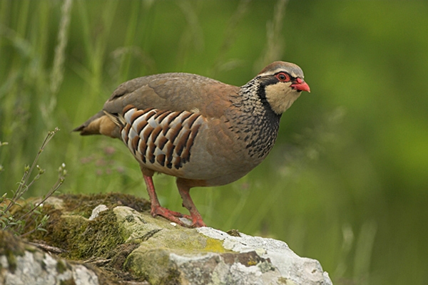 Red Legged Partridge.