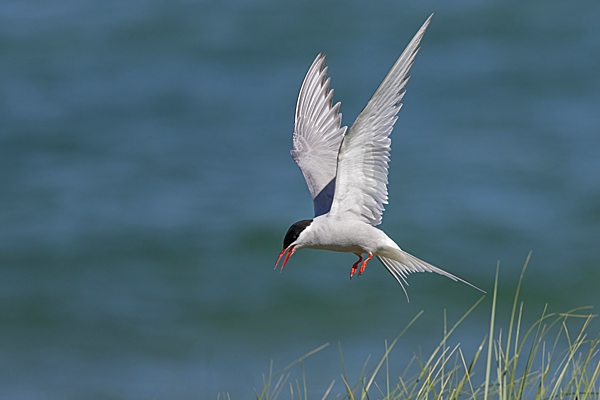 Arctic Tern about to land 1. Jul. '24.