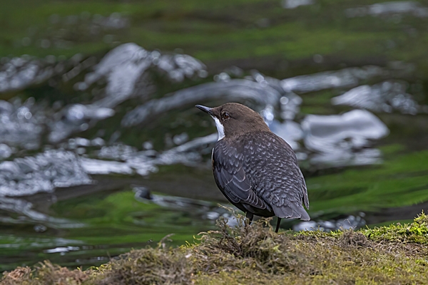 Dipper. Aug. '24.
