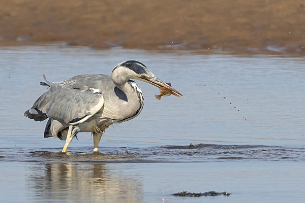 Grey Heron catches flat fish. Sep. '24.
