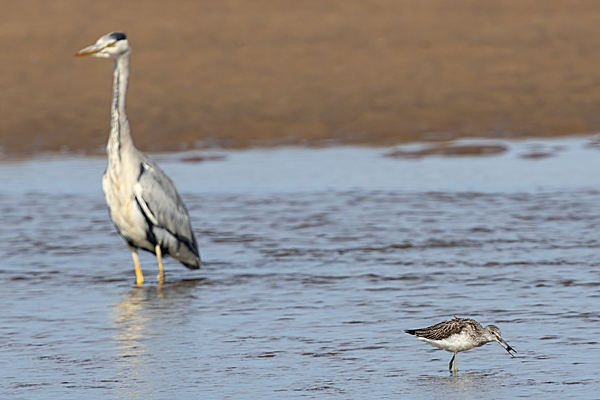 Greenshank and grey heron. Sep. '24.