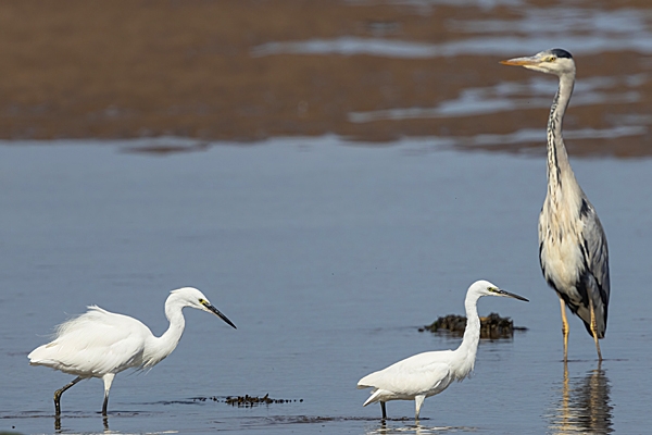 2 Little Egrets and grey heron. Sep. '24.