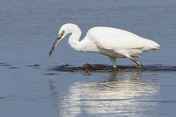Little Egret hunting shrimp. Sep. '24.