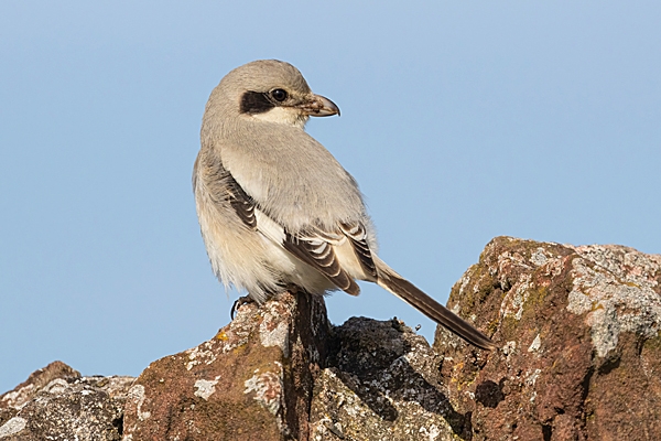 Steppe grey Shrike on wall. Sep. '24.