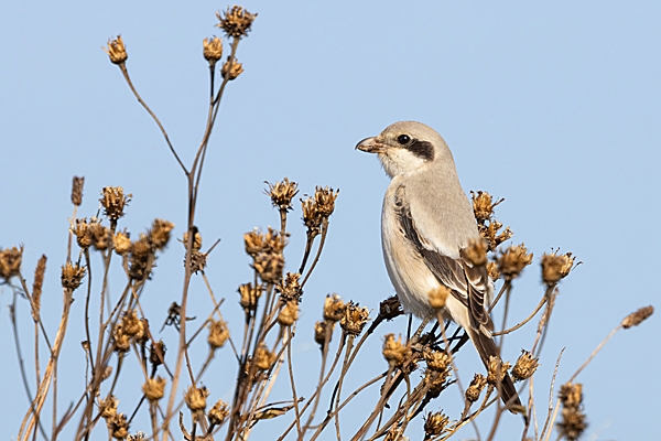 Steppe grey Shrike on seedheads. Sep. '24.