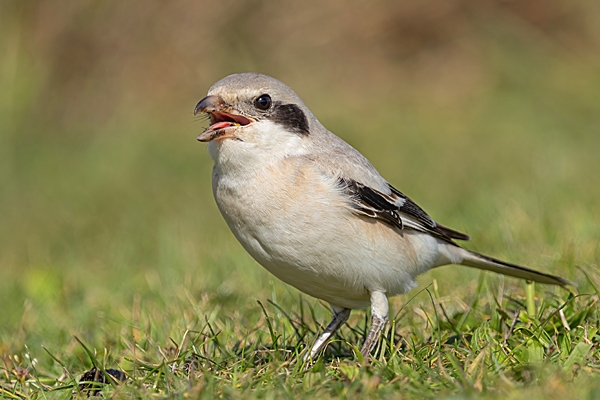 Steppe grey Shrike swallowing wasp. Sep. '24.