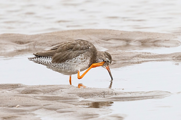 Redshank having a scratch. Sep. '24.
