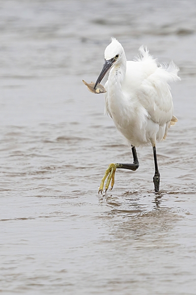 Liittle Egret with flat fish. Sep. '24.