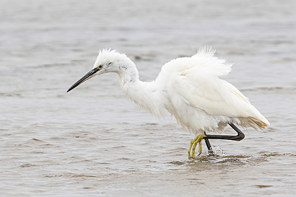 Little Egret ruffled up. Sep. '24.
