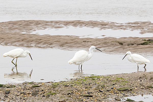 3 Little Egrets. Sep. '24.