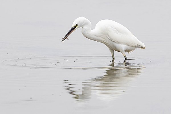Little Egret hunting + reflection. Sep. '24.