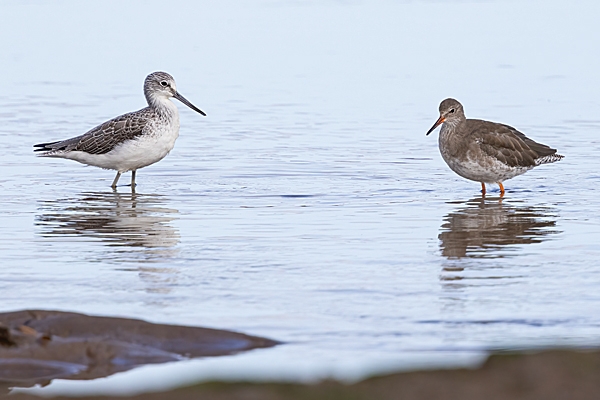 Greenshank and Redshank. Oct. '24