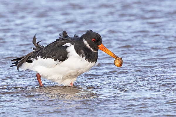 Oystercatcher with cockle. Nov. '24.