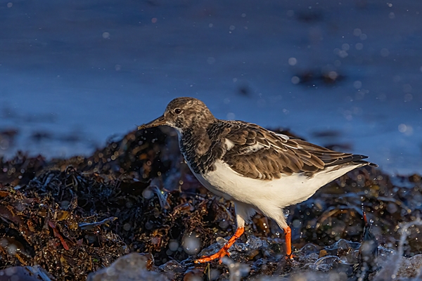 Turnstone on seaweed 3. Nov. '24.