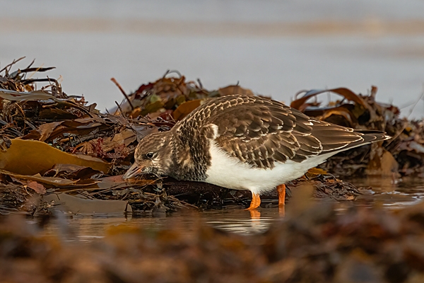 Turnstone on seaweed 2. Nov. '24.