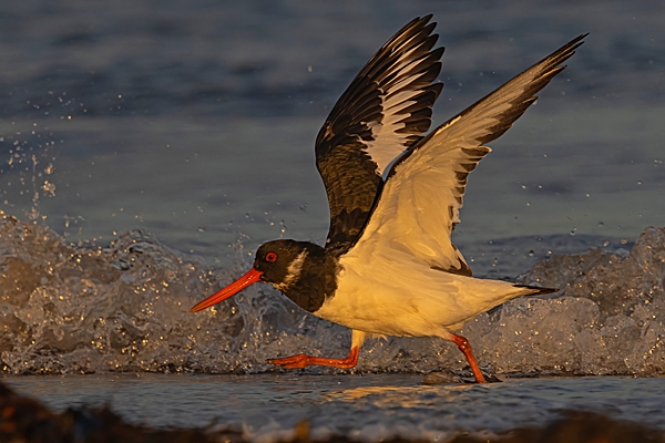 Oystercatcher with wings up 1. Nov. '24.