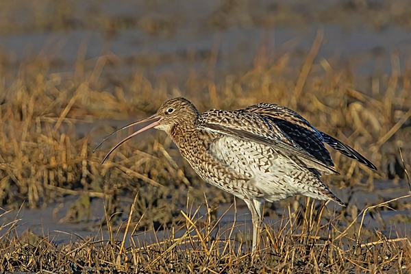 Curlew calling. Jan. '25.