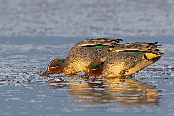 2 male Teal feeding. Jan. '25.