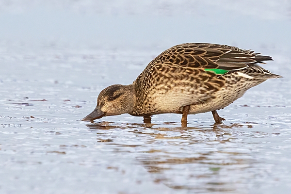 Female Teal feeding. Jan. '25.