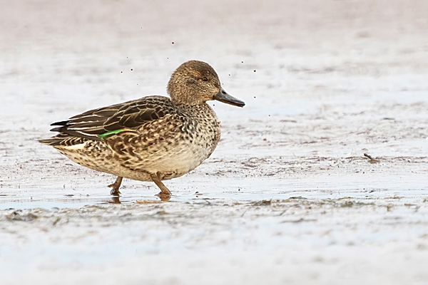Female Teal walking thru mud. Jan. '25.