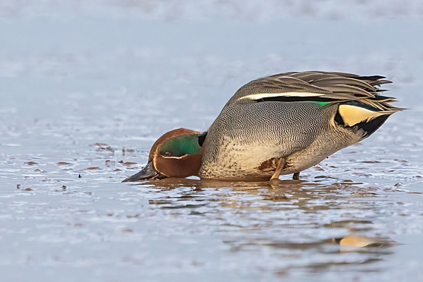 Male Teal feeding 1. Jan. '25.