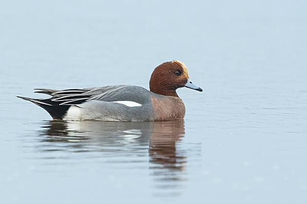 Male Wigeon 3. Jan. '25.