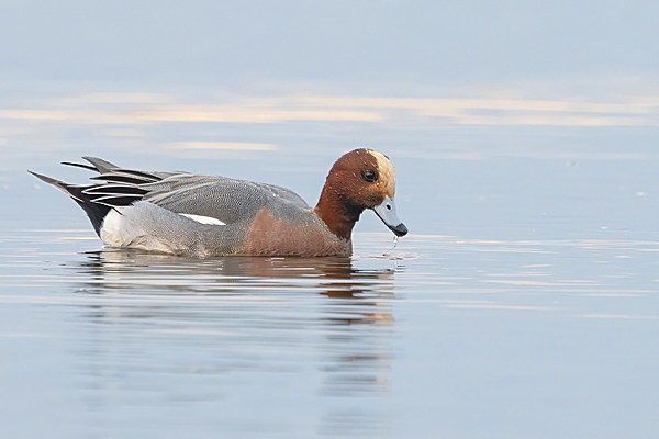 Male Wigeon 2. Jan. '25.