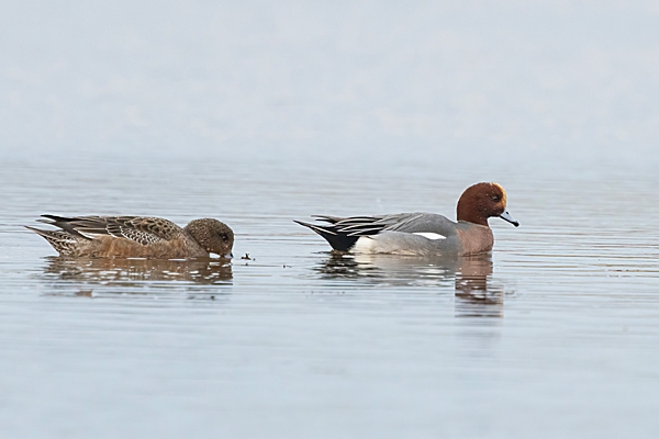 Male and female Wigeon. Jan. '25.