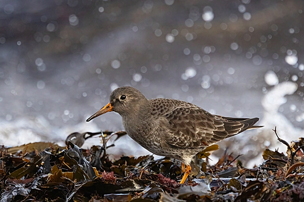 Purple Sandpiper and spray. Jan. '25.