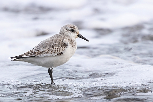Sanderling and the incoming tide 3. Jan. '25.