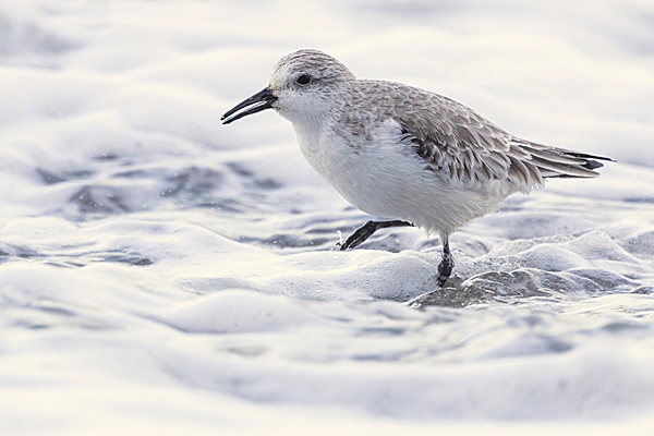 Sanderling and the incoming tide 2. Jan. '25.
