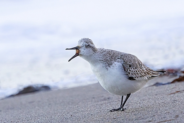 Sanderling,open billed 1. Jan. '25.