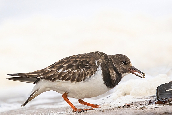 Turnstone feeding. Feb. '25.