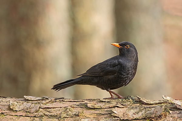 Blackbird. Feb. '25.