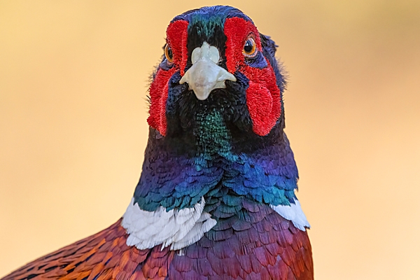 Cock Pheasant 3. Mar. '25.
