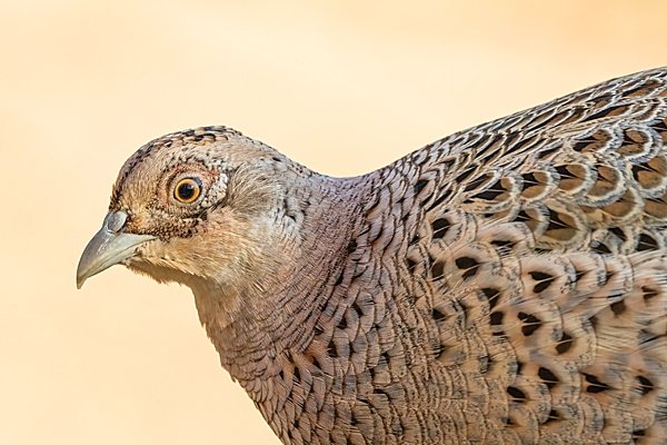 Hen Pheasant. Mar. '25.