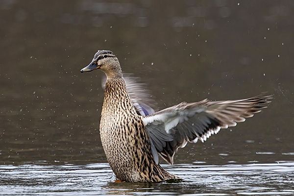 Female Mallard stretching up. Mar. '25.