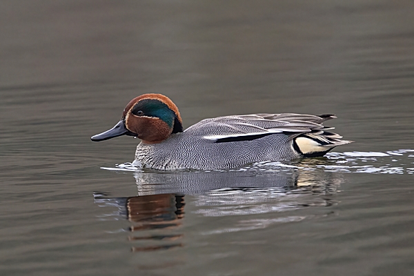 Male Teal and reflection. Mar. '25.